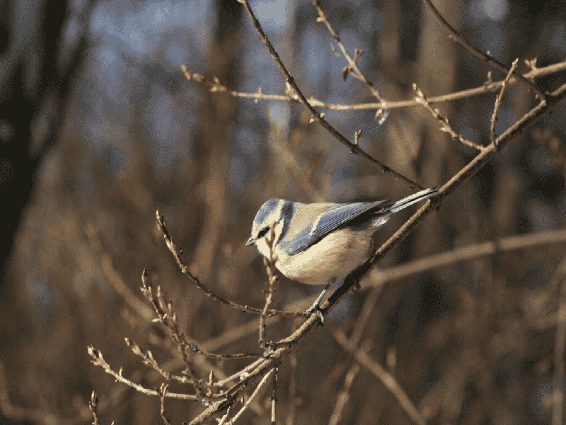 试管会全麻吗国内试管各项收费试管移植后加费用